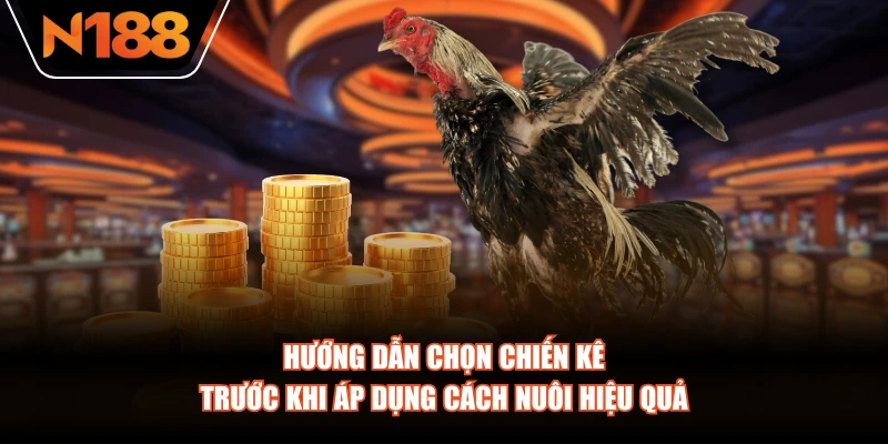 Hướng dẫn chọn chiến kê trước khi áp dụng cách nuôi hiệu quả